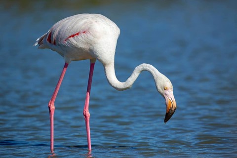 Pink flamingo, Phoenicopterus roseus, Camargue, France, Europe