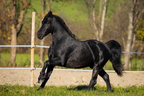 Friesian stallion in the pasture in autumn