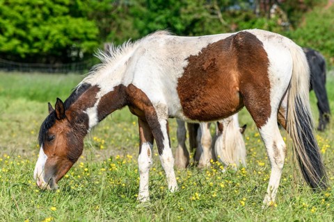Irish cob horses in a pasture. Grazing in the French countryside in spring