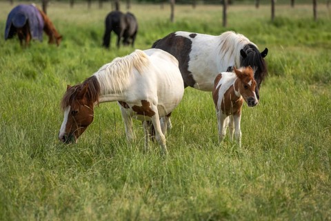 Horses in a pasture in the French countryside in spring