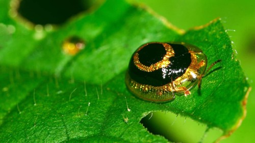 Scale Insect, Coccoidea, Hemiptera, Tropical Rainforest, Napo River Basin, Amazonia, Ecuador,