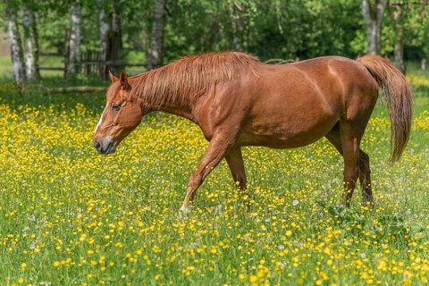 Horse in a green pasture filled with yellow buttercups. Bas-Rhin, Collectivite europeenne d'Alsace,