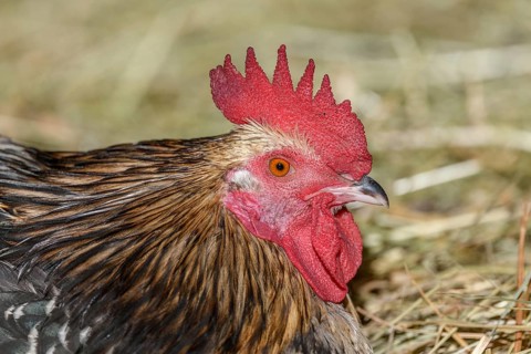 Farmyard rooster portrait with colorful plumage lying in the hay in the sun, free-range breeding in