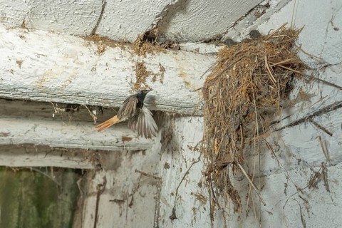 Black Redstart male (Phoenicurus ochruros) bringing food in flight to its chicks at nest. Alsace,