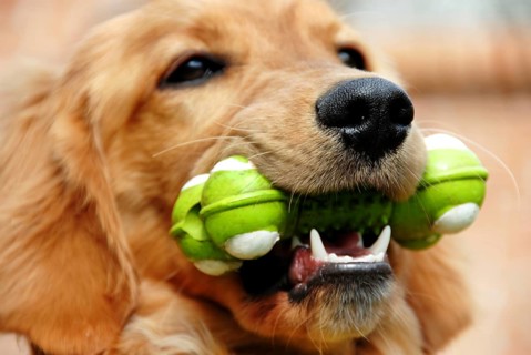 Golden Retriever young dog portrait with toy bone