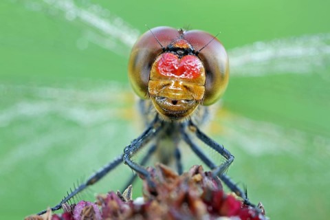 Vagrant darter, Sympetrum vulgatum