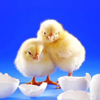 Two freshly hatched chickens, chicks, symbol photo, Easter, birth, eggshell, egg, symbol photo,