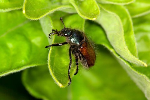 Phylloperta horticola, Garden Foliage Beetle, Garden Foliage Beetle