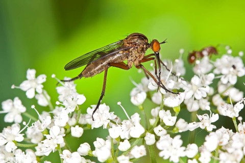 Empis livida, Empis livida, Dagger Fly
