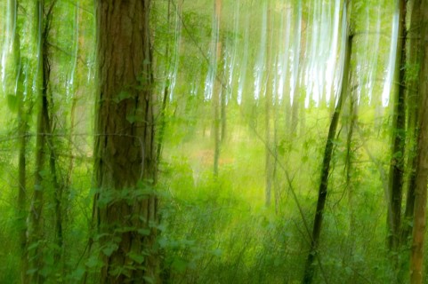 Dreamy forest with an atmospheric ambience. Dreamy atmosphere in a Summer Forrest