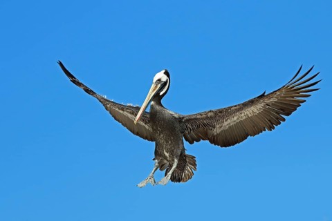 Brown pelican, Pelecanus occidentalis, landing, Chile, South America