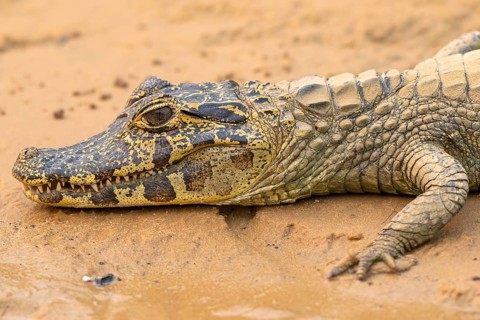Spectacled caiman (Caiman crocodilus yacara), Crocodile (Alligatoridae), crocodile (Crocodylia),