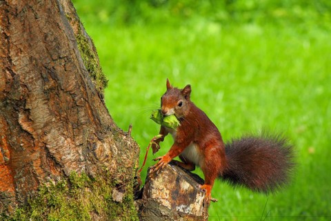 A busy squirrel gathering nuts from a hazelnut tree