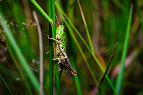 A view of a grasshopper in natural habitat on green grass