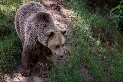 Brown bear (Ursus arctos) in the forest