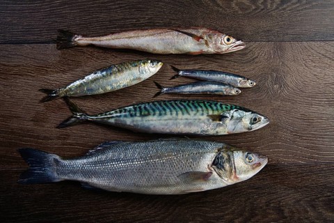 Fresh fishes mix hake seabass sardine mackerel anchovies