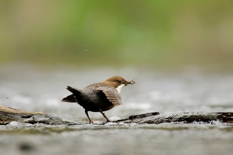 White-throated Dipper in a river. White-Throated Dipper in a river