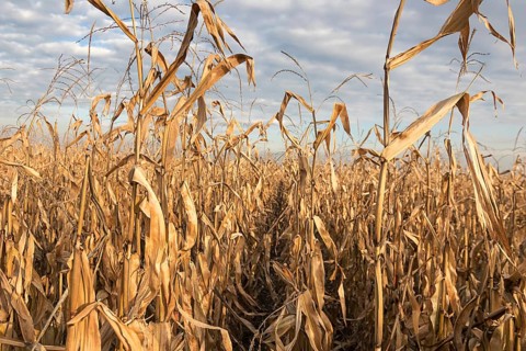 Agricultural field with corn autumn. Corn Field autumn