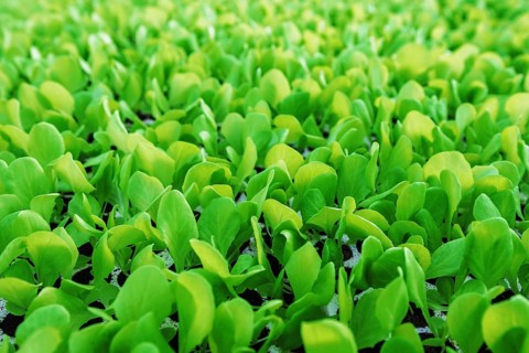 Lettuce seedlings, Green lettuce plants vegetable background. Lettuce farm