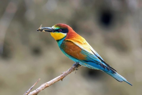 European Bee Eater (Merops Apiaster)