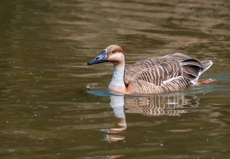 Swan Goose