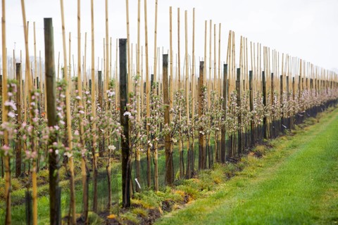 Apple plantation, Altes Land, Lower Saxony, Germany, Europe