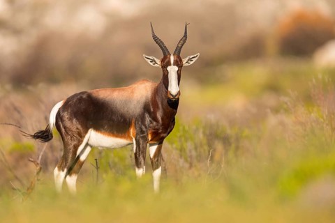 Bontebok, (Damaliscus pygargus), antelope, Table Mountain National Park Cape of Good Hope Nature