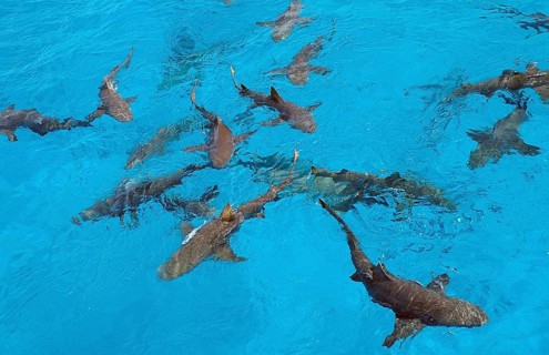Lemon Sharks at the surface, Negaprion brevirostris, Bahamas, Atlantic Ocean, Central America