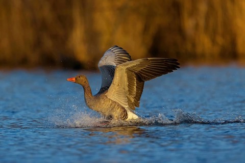 Greylag goose, Anser Anser, flight photo, sideways, landing in the water, Wagbachniederung,