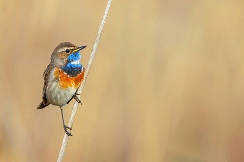 White-throated bluethroat (Luscinia svecica), Luscinia svecicus, Hockenheim, Baden-Württemberg,