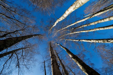 Primeval forest Urwald Sababurg, Hofgeismar, Weser Uplands, Weserbergland, Hesse, Germany, Europe