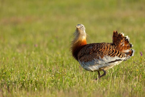 Great bustard (Otis tarda), Outarde barbue, Avutarda Común, Spain, Toledo, Hides De Calera / Great