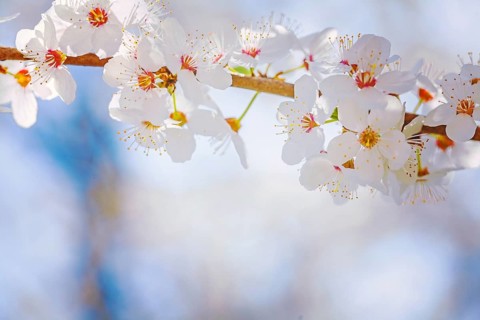 Close up view on blossoming branch of cherry tree instagram stile