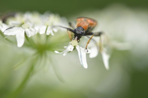 Longhorn beetle on a flower