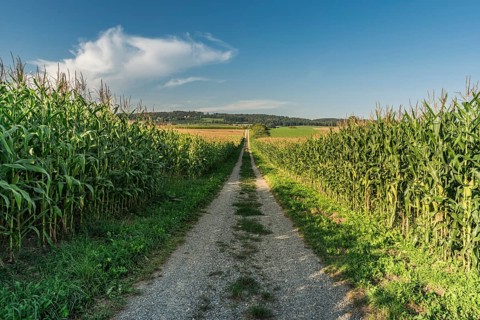 A country lane leads through corn fields, landscape in the Swiss canton of Thurgau in summer,