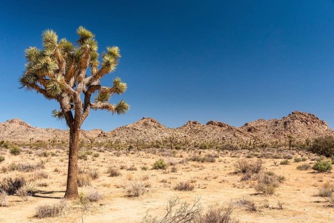 Great desert landscape in Joshua Tree National Park, USA, North America