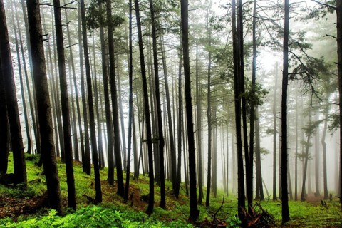 Pine trees, Doodhpathri, Budgam, Kashmir, India, Asia