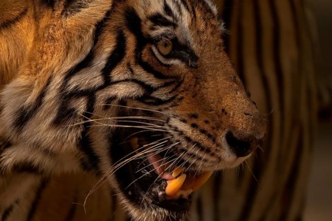 Head shot of a Bengal tiger in Ranthambhore national park in India