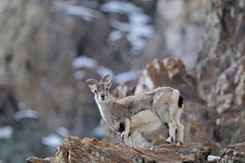 Bharal or Himalayan blue sheep or naur, Pseudois nayaur, at a rocky ledge in Hemis national park,