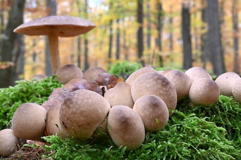 Birnenstäubling, Birnenbovist (Apioperdon pyriforme), Lower Franconia, Bavaria, Germany, Europe