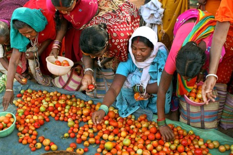 Women buying tomatoes, haat bazaar, bastar, chhattisgarh, india, asia