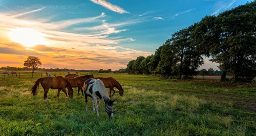 Grazing horses in autumn on a horse pasture