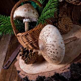 Parasol mushroom (Macrolepiota procera or Lepiota procera)