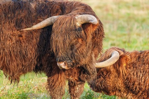 Two Highland cattle standing close together in the meadow, Velen, Münsterland, North