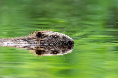 Eurasian beaver (Castor fibre) swimming in the green reflecting forest lake, Schlüchtsee, Black