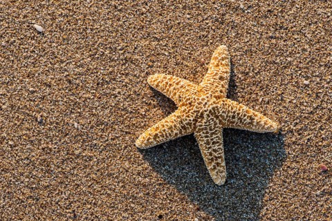 Sunrise on the beach. Starfish