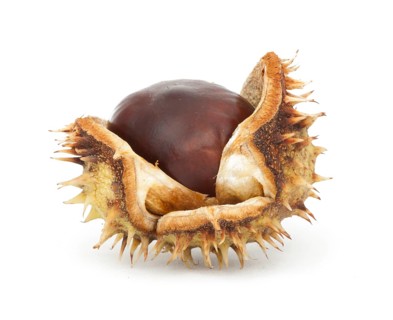 Chestnuts with shell white isolated