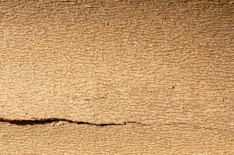 Tree crust close up for background