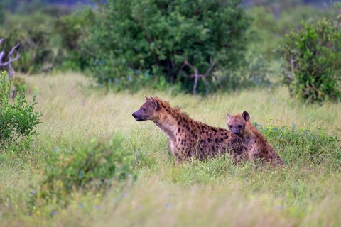 Two Spotted Hyenas in Tsavo East National Park, Kenya, Africa, Kenya, Africa