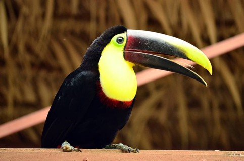 Toucan, Costa Rica, Central America